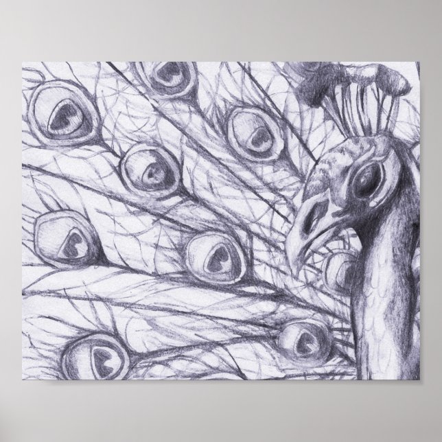 Schöner Pfau Poster (Vorne)