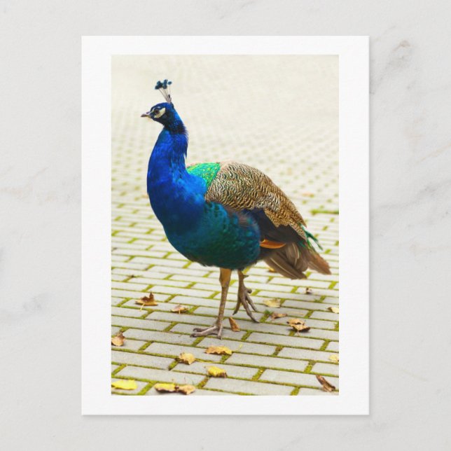 Schöner Pfau Postkarte (Vorderseite)