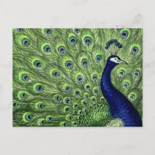 Schöner Pfau Postkarte