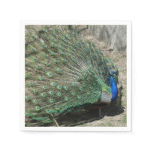 Schöner Pfau