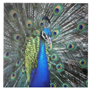 Schöner Pfau spreizt farbenfrohe Federn Fliese