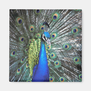 Schöner Pfau spreizt farbenfrohe Federn Magnet