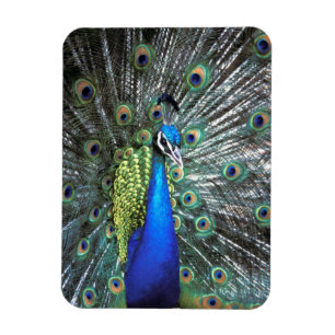 Schöner Pfau spreizt farbenfrohe Federn Magnet