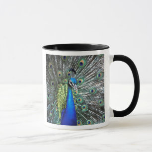 Schöner Pfau spreizt farbenfrohe Federn Tasse
