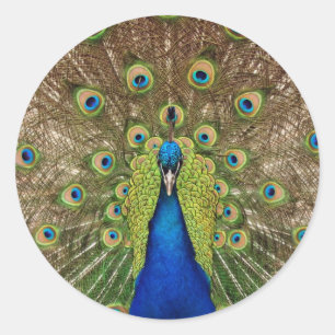 Schöner Pfau- und Schwanz-Federn drucken Runder Aufkleber