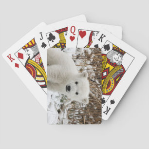 Schöner Polar Bear Cub Spielkarten