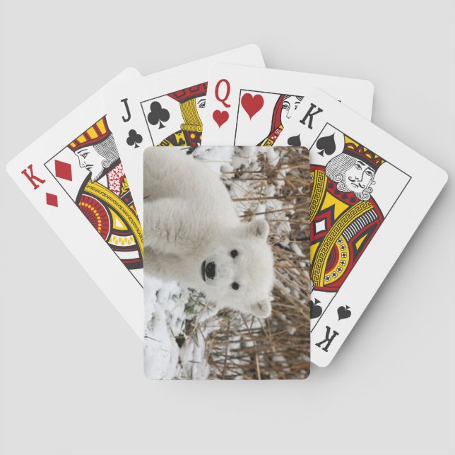 Schöner Polar Bear Cub Spielkarten (Rückseite)