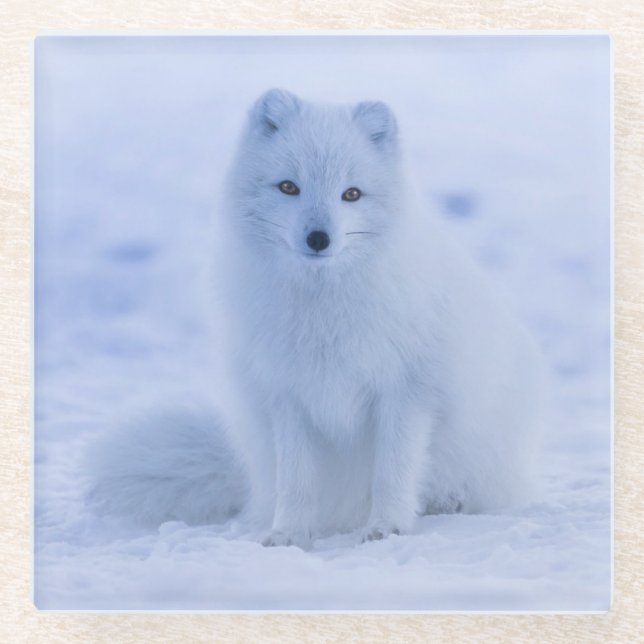 Schöner Polarktischer Fox im Schnee Glasuntersetzer (Vorderseite)