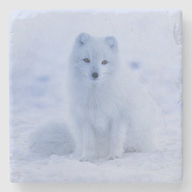 Schöner Polarktischer Fox im Schnee Steinuntersetzer (Vorderseite)