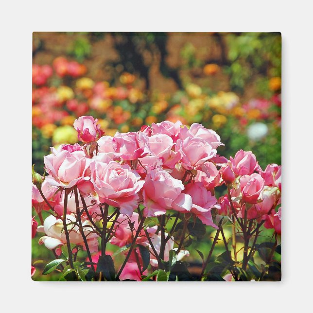 Schöner rosa Rosenmagnet Magnet (Vorne)