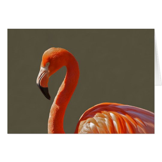 Schöner rosaroter Flamingovogel Karte