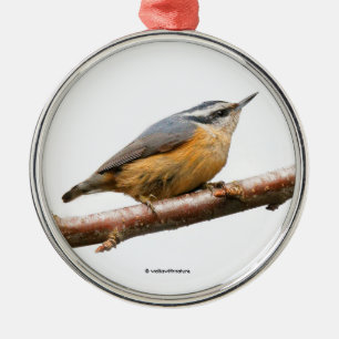 Schöner Rot-Breasted Nuthatch Songbird am Zweig Ornament Aus Metall