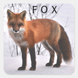 Schöner roter Fox im Schnee Quadratischer Aufkleber