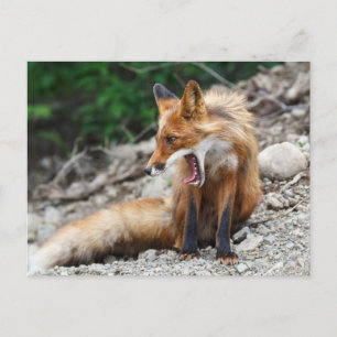 Schöner roter Fuchs mit großem offenen Mund Postkarte