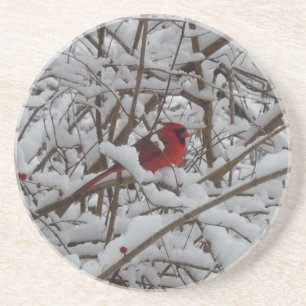 Schöner Roter Kardinal im Untersetzer mit schneebe