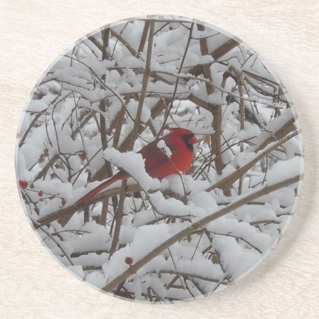 Schöner Roter Kardinal im Untersetzer mit schneebe (Vorne)