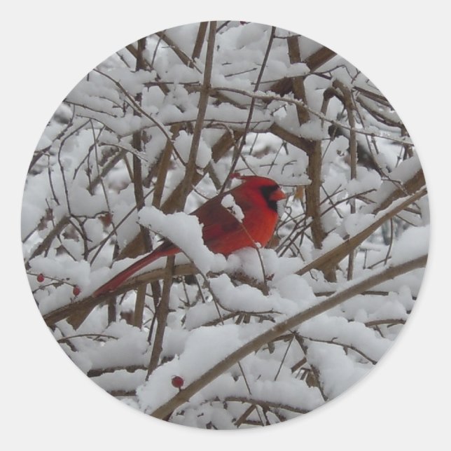 Schöner Roter Kardinal in schneebedeckter Baumaufk Runder Aufkleber (Vorderseite)