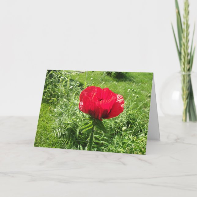 Schöner Roter Mohn Karte (Vorderseite)