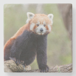 Schöner Roter Panda auf einem Ast Steinuntersetzer