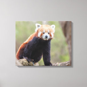 Schöner Roter Panda auf einer Zweigniederlassung Leinwanddruck