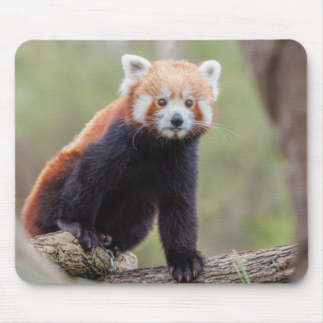 Schöner Roter Panda auf einer Zweigniederlassung Mousepad (Vorne)
