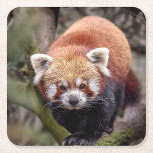 Schöner Roter Panda auf einer Zweigniederlassung Rechteckiger Pappuntersetzer