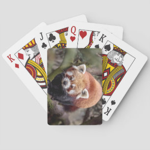 Schöner Roter Panda auf einer Zweigniederlassung Spielkarten
