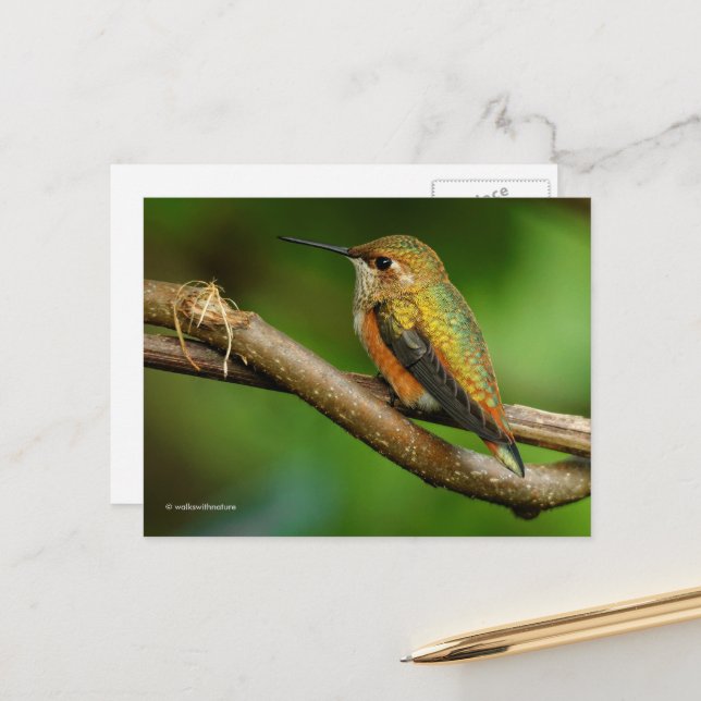Schöner Rufous Hummingbird auf Twining Vines Postkarte (Vorderseite/Rückseite Beispiel)