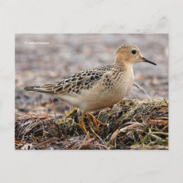 Schöner Sandpferd am Strand Postkarte