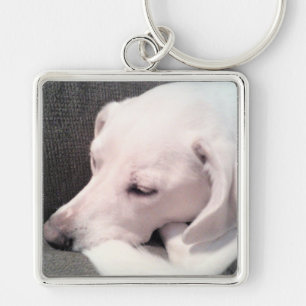 Schöner schlafender weißer Labrador Mix Dog Schlüsselanhänger