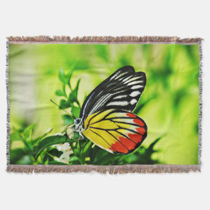 Schöner Schmetterling auf Blume Decke