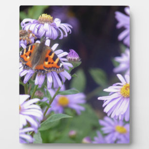 Schöner Schmetterling auf Blume Fotoplatte