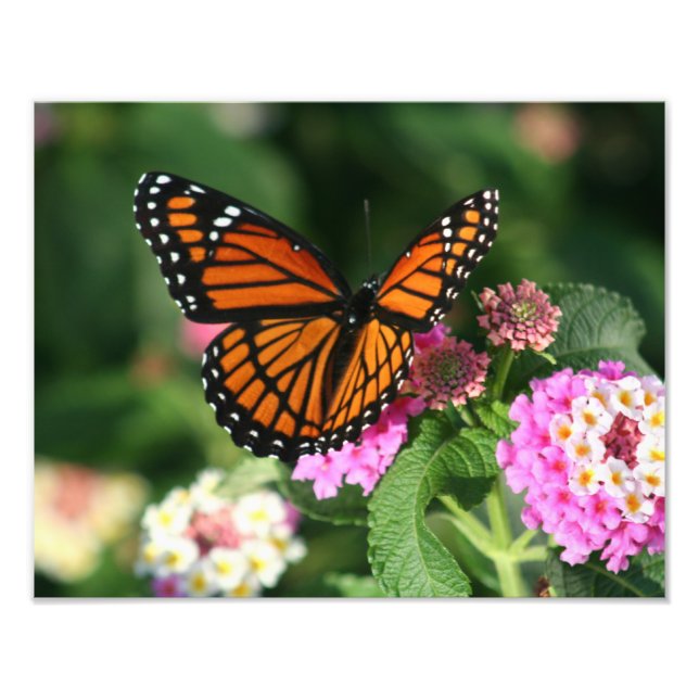 Schöner Schmetterling auf der Blume Lantana Fotodruck (Vorne)