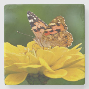Schöner Schmetterling auf einer gelben Blume Steinuntersetzer