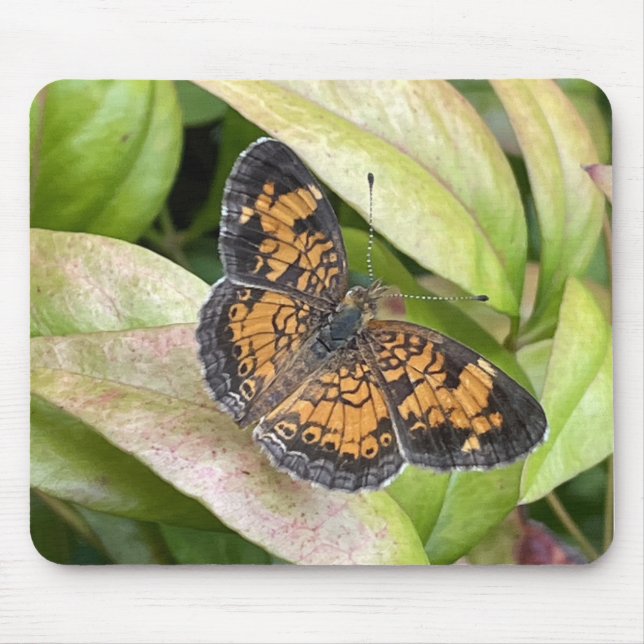 Schöner Schmetterling in Nature Mousepad (Vorne)