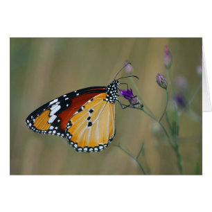 Schöner Schmetterling und Lebendnektar