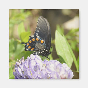 Schöner Schmetterling und lila Blumen-Magnet Magnet
