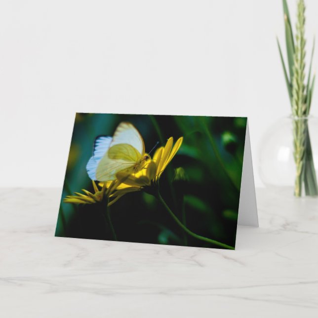 Schöner Schmetterlings-freier Raum Notecard Karte (Vorderseite)