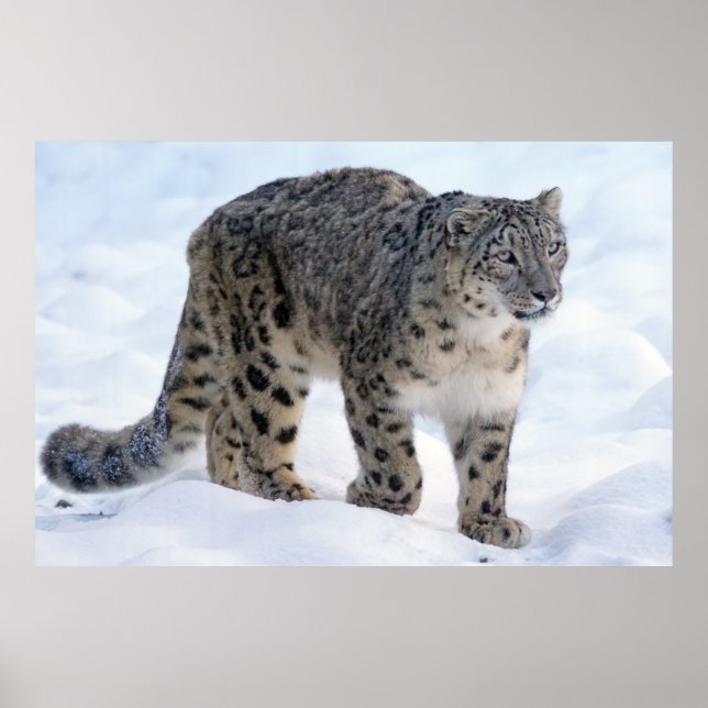 Schöner Schneeleopard Poster (Vorne)