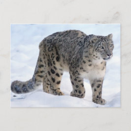 Schöner Schneeleopard Postkarte