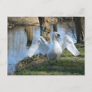 Schöner Schwan, Spreading Wings DIY Postkarte