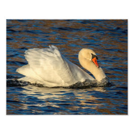 Schöner Schwan und blaues Wasser Fotodruck