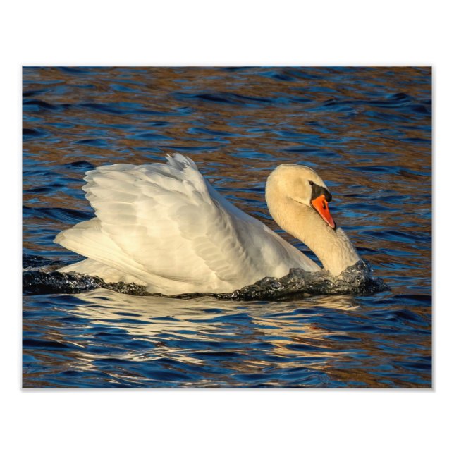 Schöner Schwan und blaues Wasser Fotodruck (Vorne)