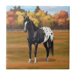 Schöner schwarzer Appaloosa Quarter Pferdehengst Fliese