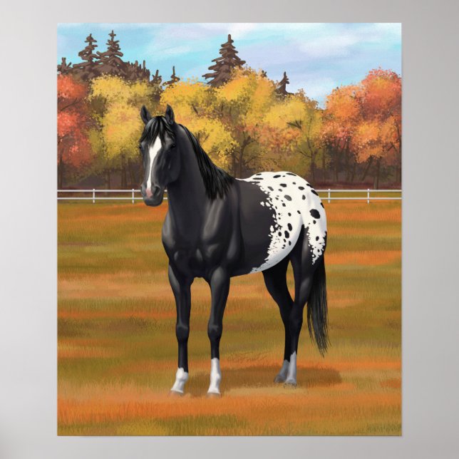 Schöner schwarzer Appaloosa Quarter Pferdehengst Poster (Vorne)