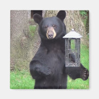 Schöner schwarzer Bär