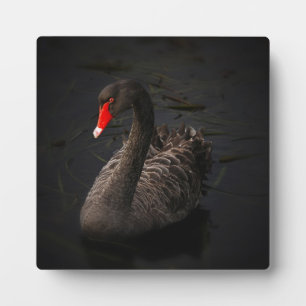 Schöner Schwarzer Schwan mit hellrotem Schnabel Fotoplatte