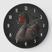 Schöner Schwarzer Schwan mit hellrotem Schnabel