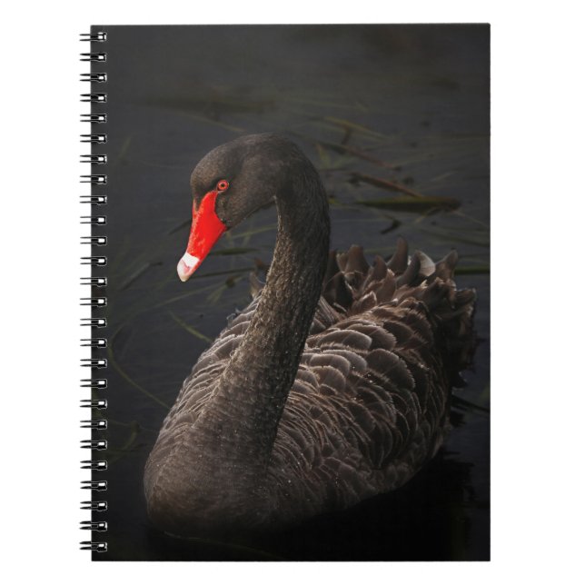 Schöner Schwarzer Schwan mit hellrotem Schnabel Notizblock (Vorderseite)