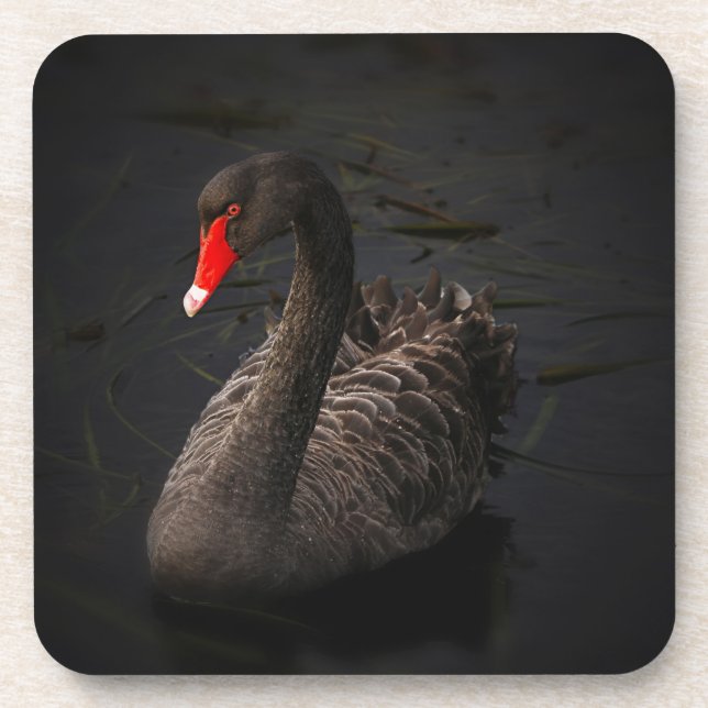 Schöner Schwarzer Schwan mit hellrotem Schnabel Untersetzer (Vorderseite)